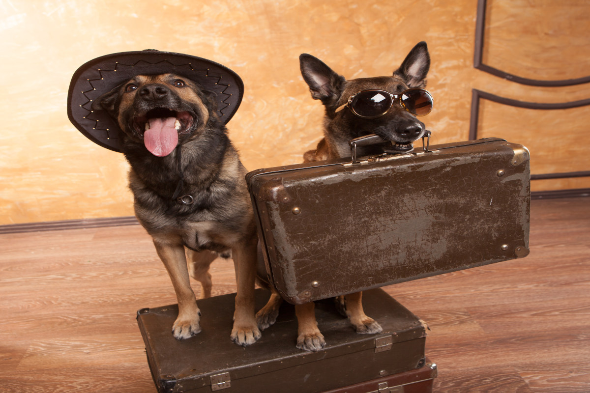 Attract Pet-Free Visitors to Your Pet-Friendly Hotel