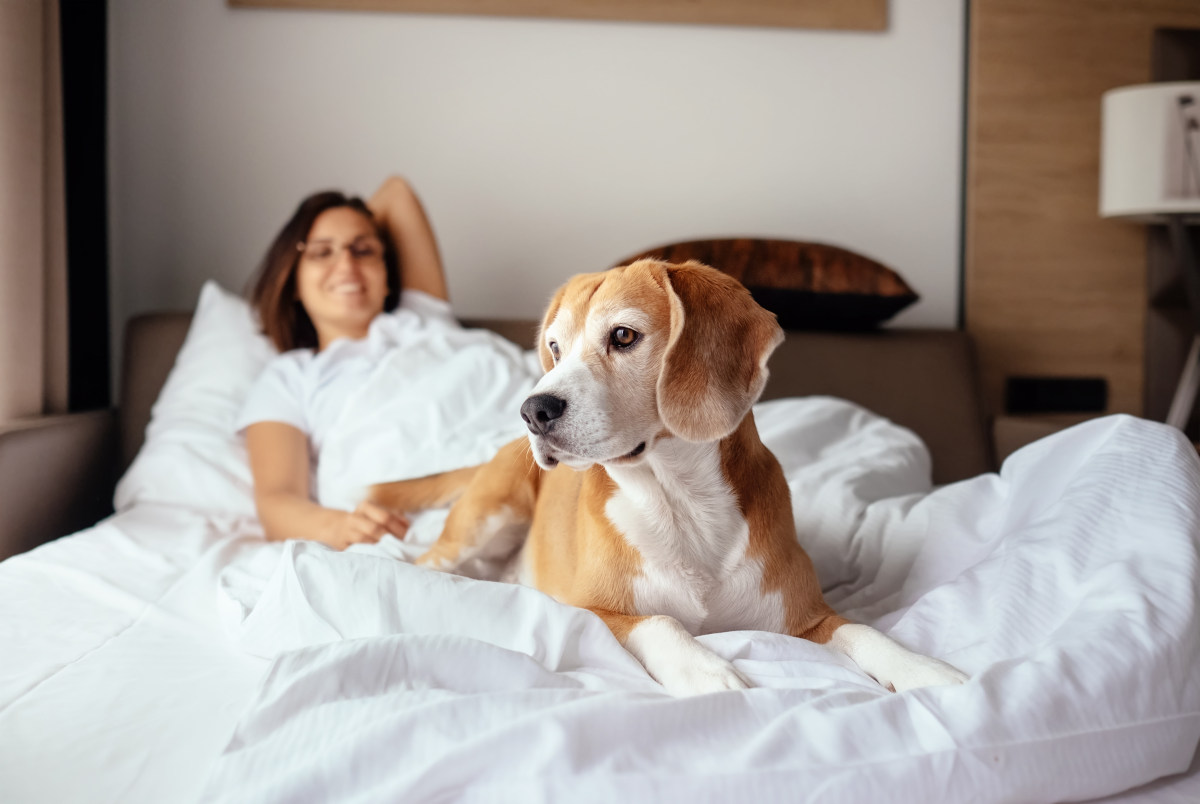 Pet-Free Guests to Your Pet-Friendly Hotel